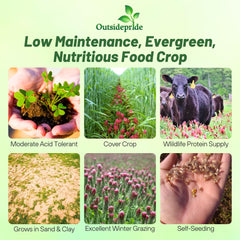 Sowing instructions for Crimson Clover Seeds