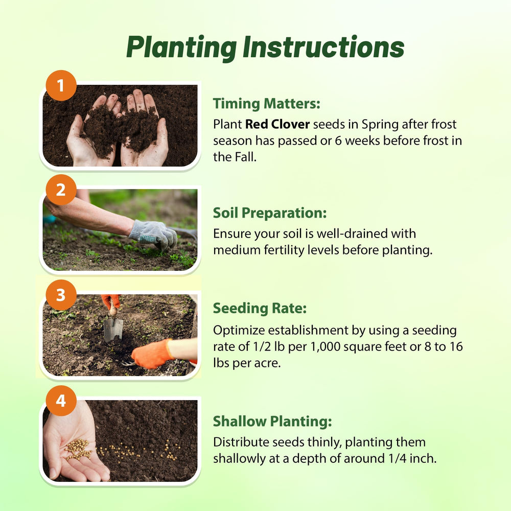 Sowing instructions for Outsidepride red clover seeds