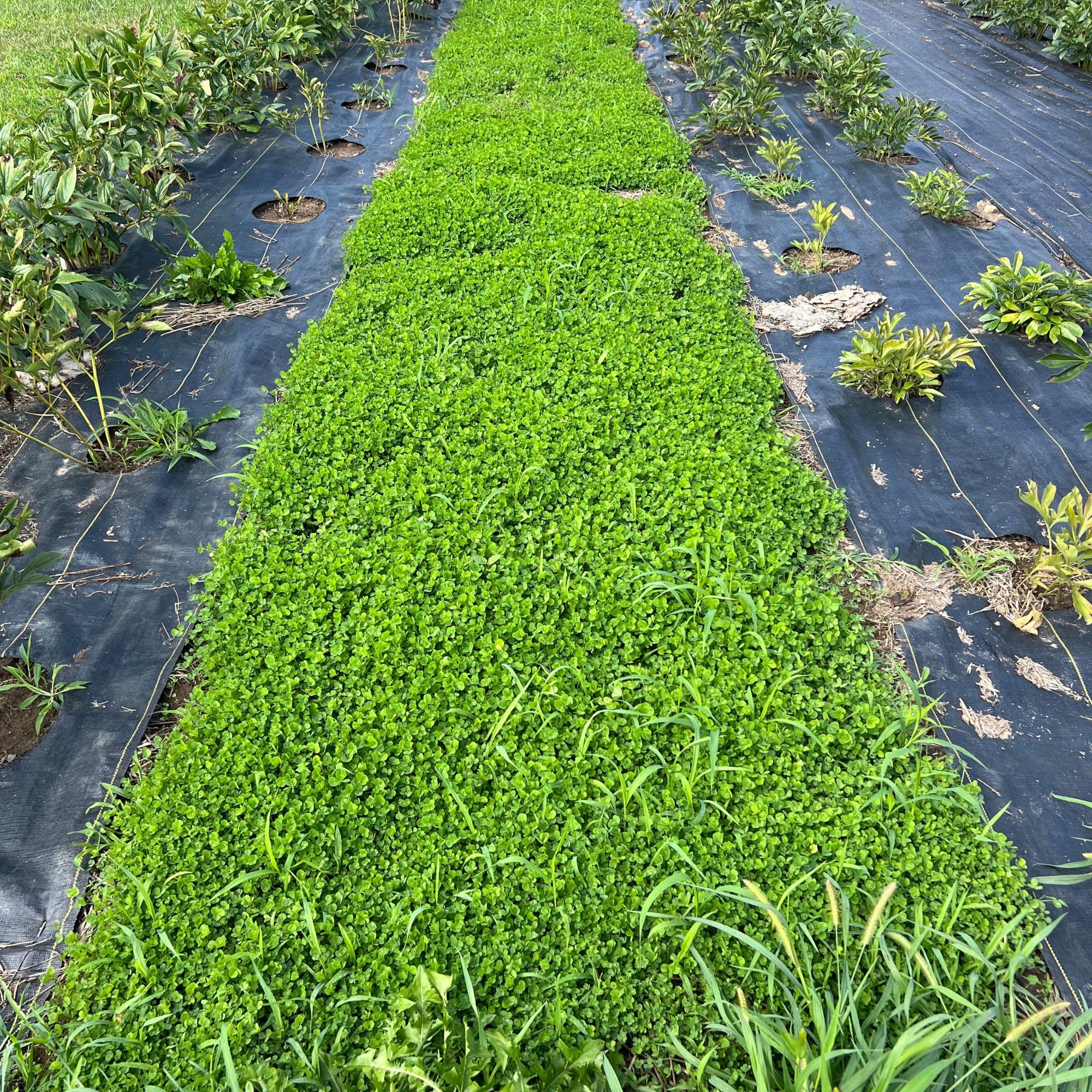Sowing Micro Clover Seed in a lawn area