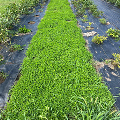Sowing Micro Clover Seed in a lawn area