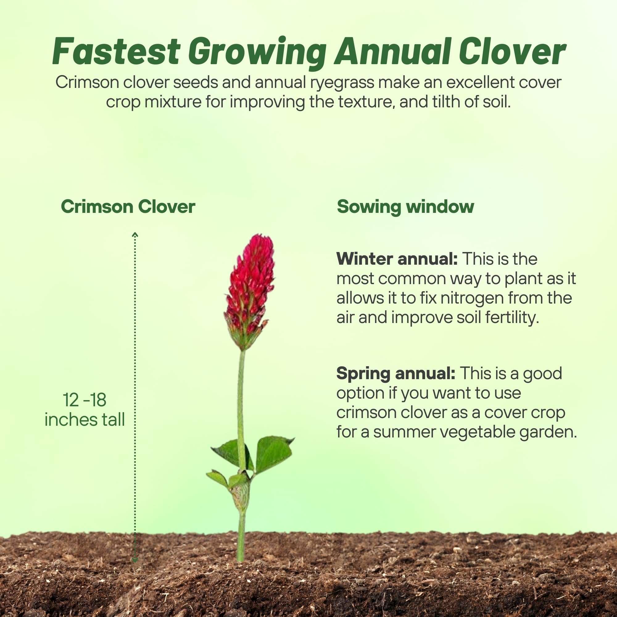 Sowing Outsidepride Crimson Clover Seeds in garden