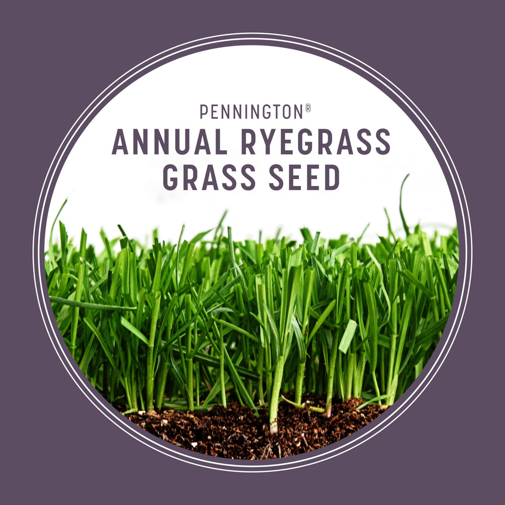 Sowing Pennington Annual Ryegrass seeds in a lawn