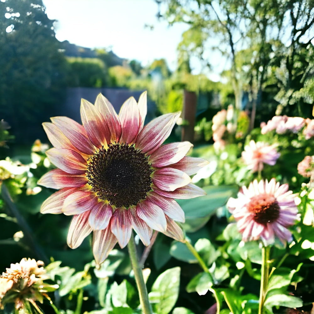 Sowing pink sunflower seeds in garden soil