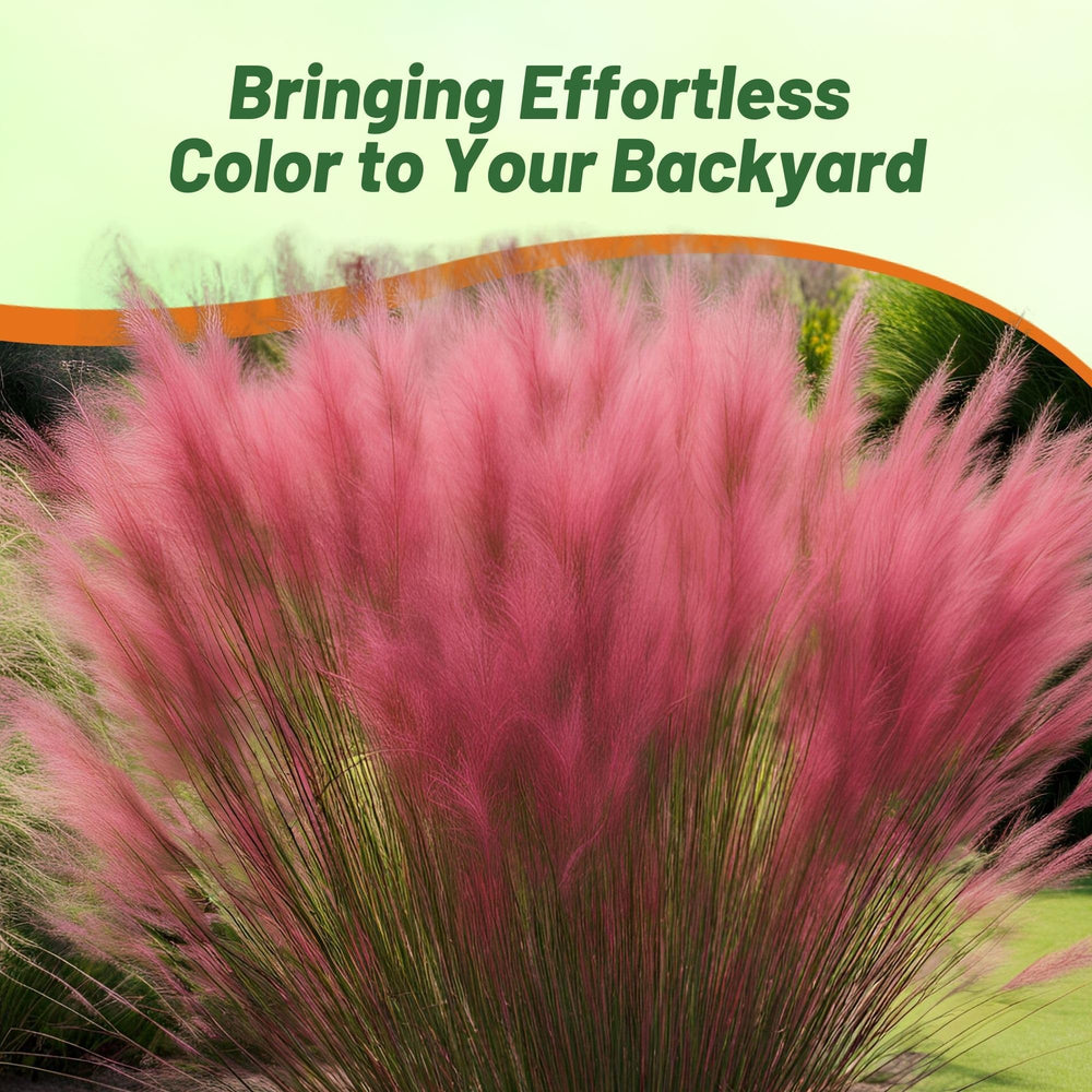 Sowing Ruby Muhly Grass seeds into soil