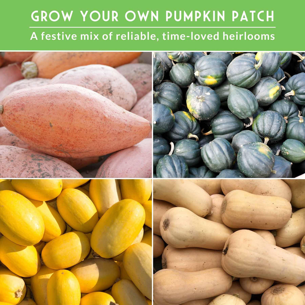 Spaghetti squash seeds included in the pack