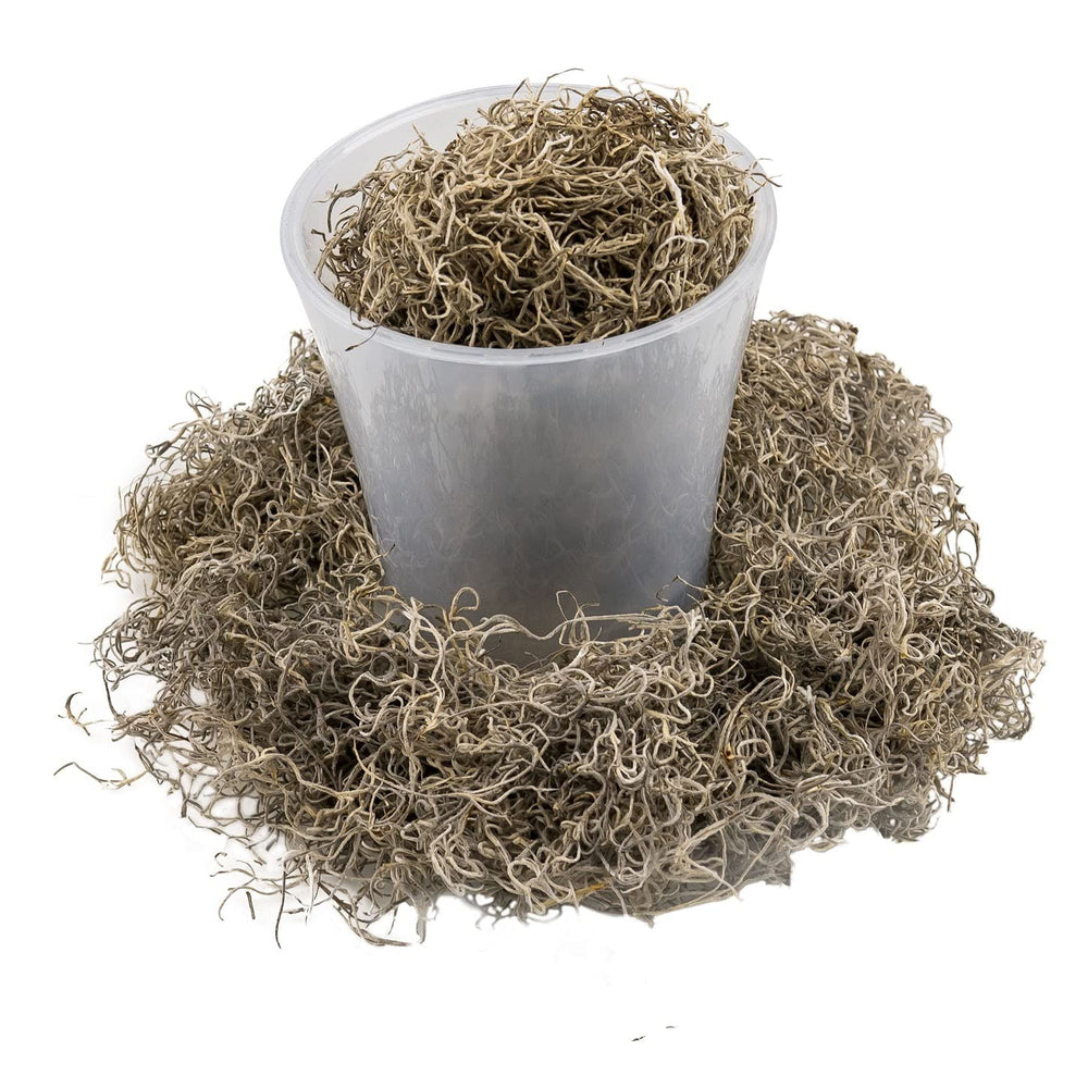 Spanish moss ideal for craft projects and decorations