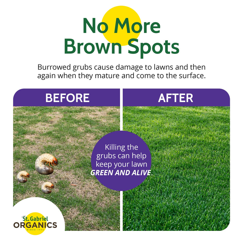 Spreading Milky Spore Powder granules on grass