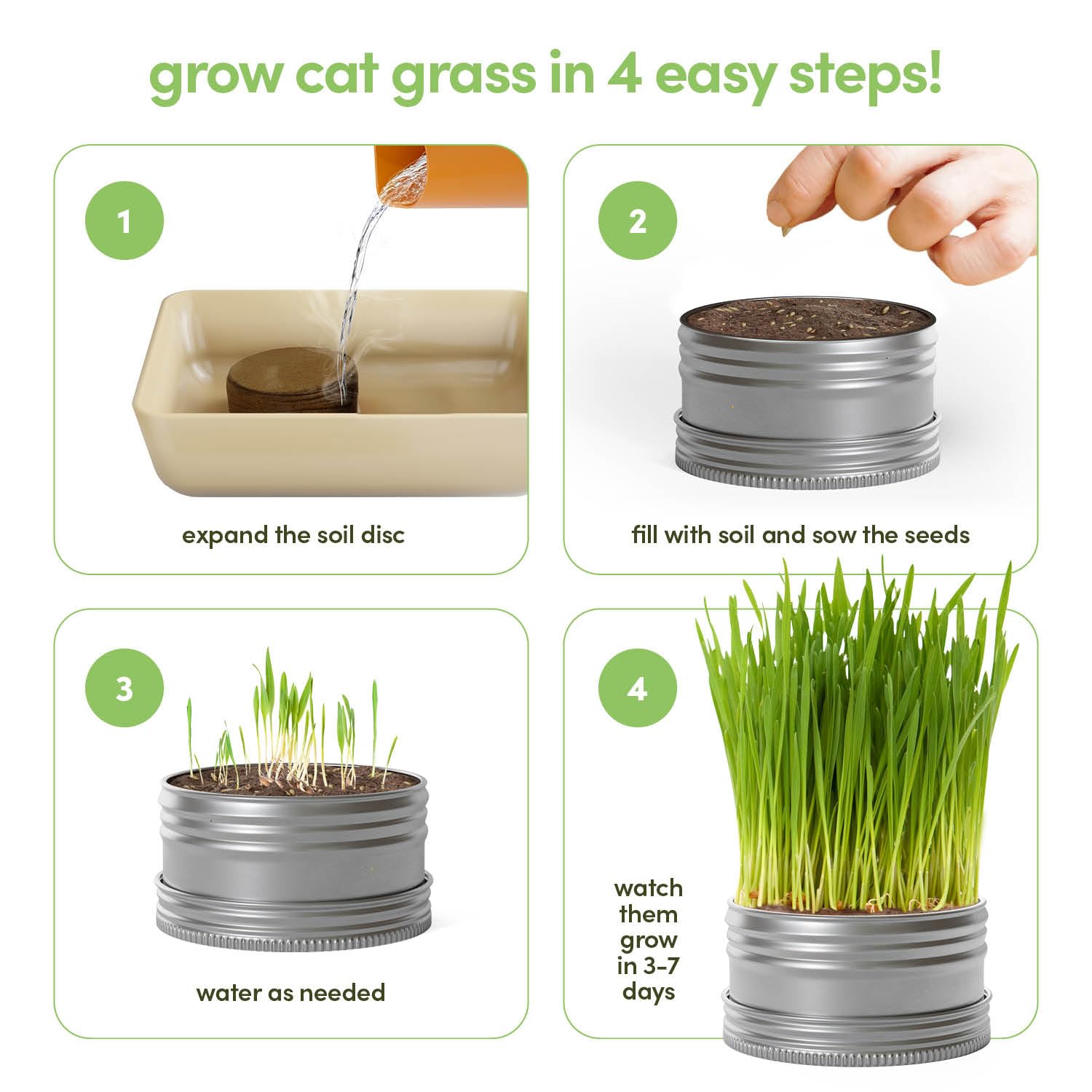 Sprouted cat grass growing in eco-friendly planter tin