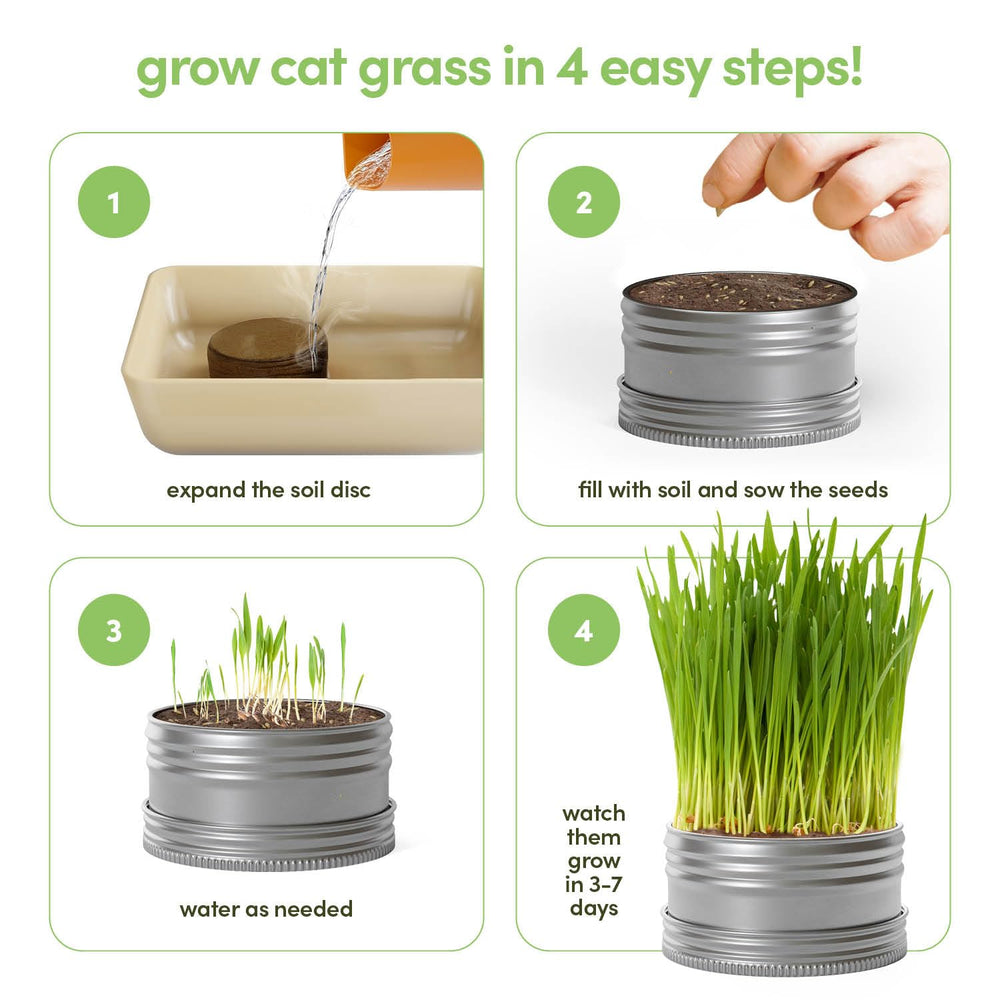 Sprouted cat grass growing in eco-friendly planter tin