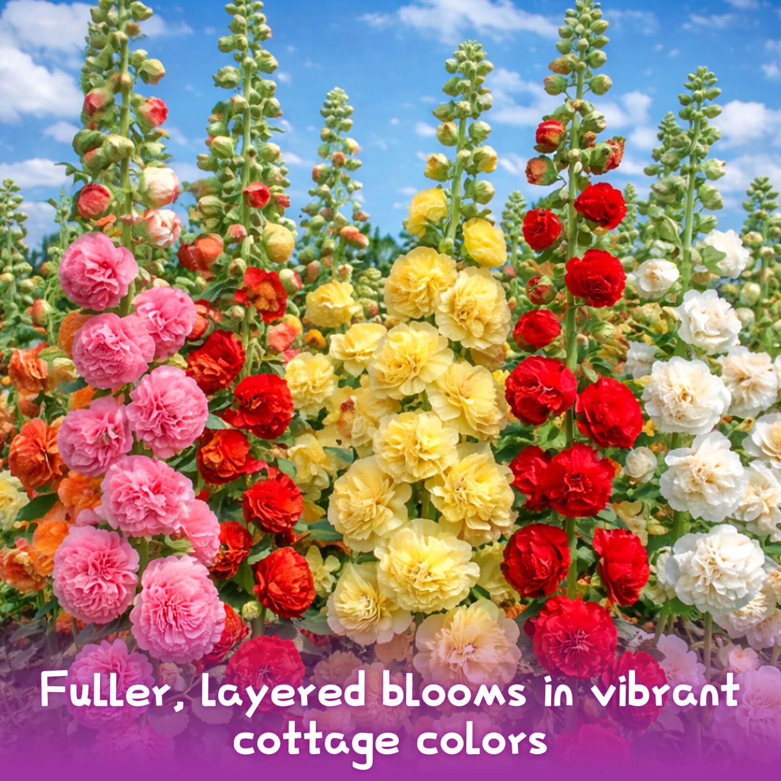 Sprouted EquSym Double Hollyhock flowers in a sunny garden