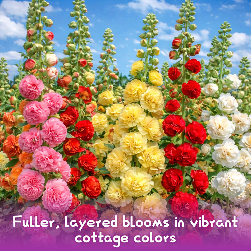 Sprouted EquSym Double Hollyhock flowers in a sunny garden