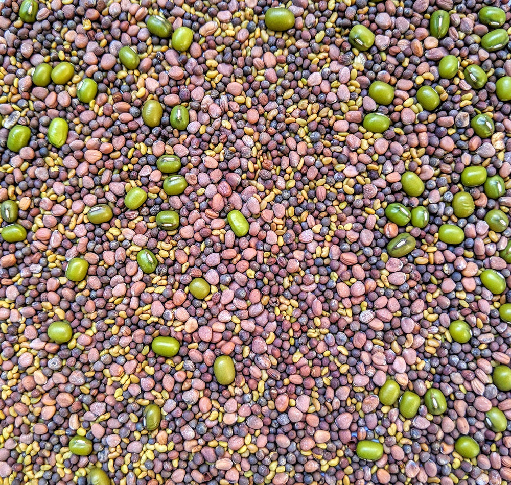 Sprouted radish seeds on a sandwich