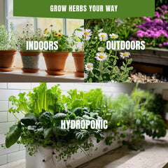 SPROUTME SEEDS Medicinal Herb Seeds Variety Pack – 2950+ Non-GMO Heirloom Seeds