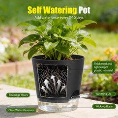 SQKH plant pots arranged in a neat display