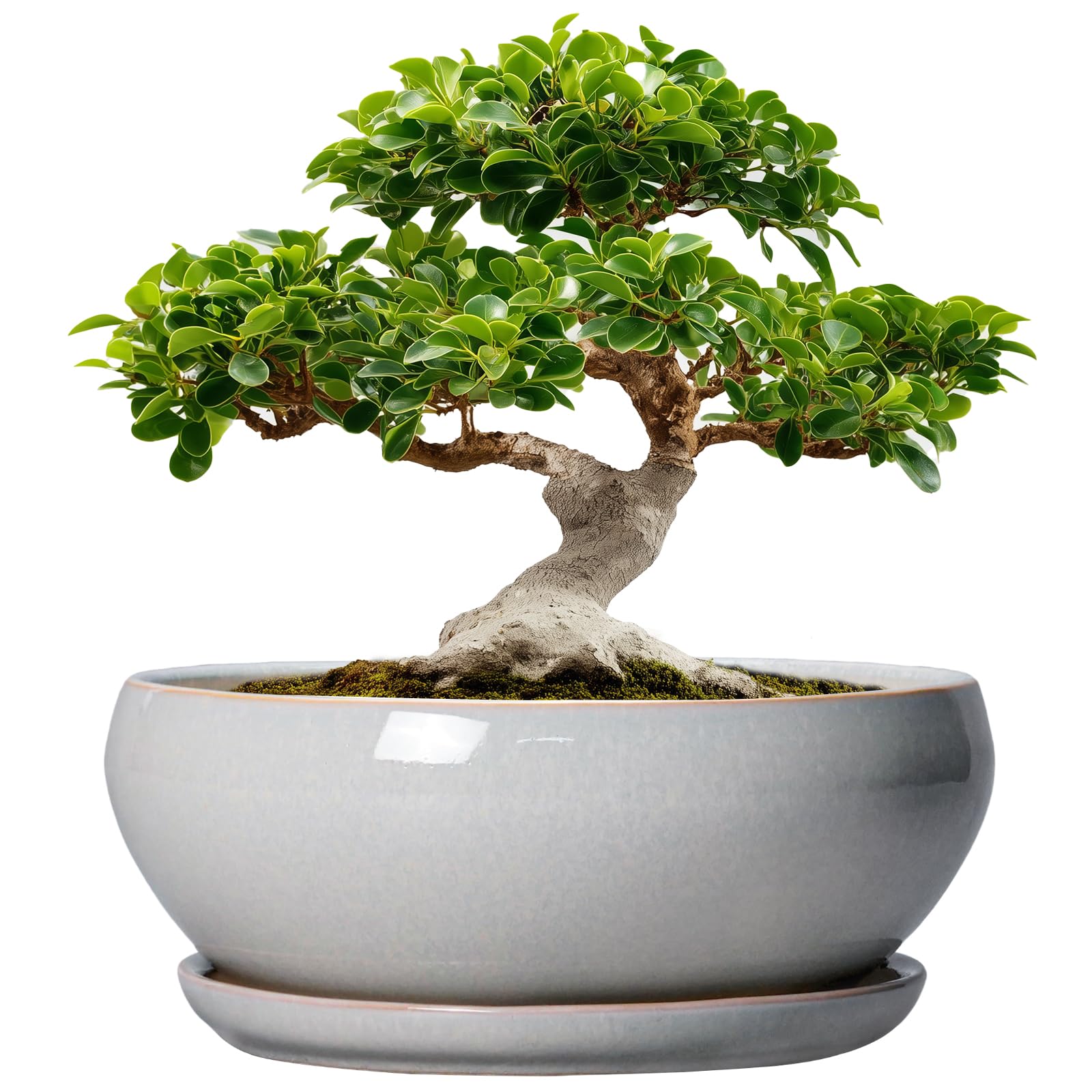 SQOWL 12 Inch Gray Ceramic Bonsai Pot front view