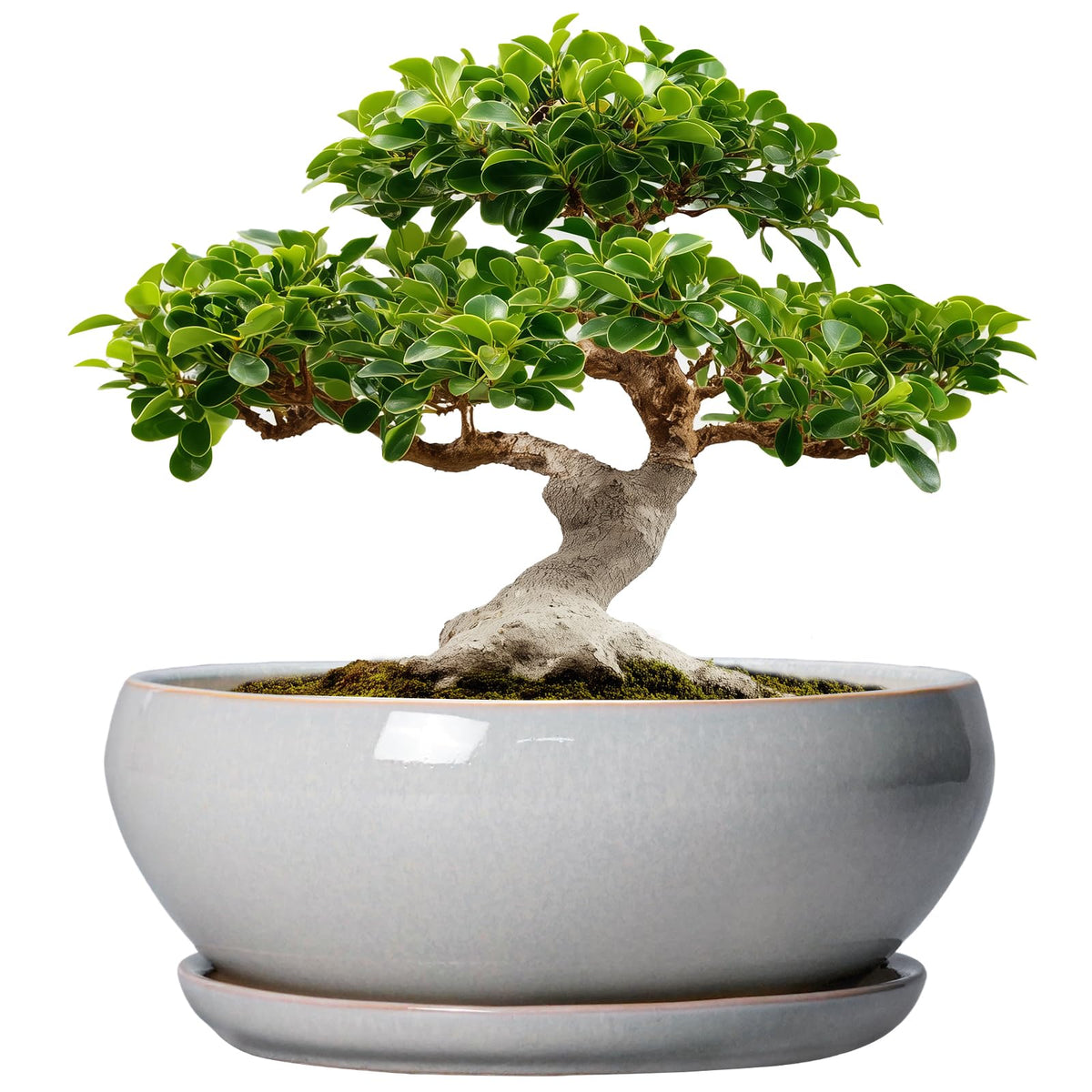 SQOWL 12 Inch Gray Ceramic Bonsai Pot front view