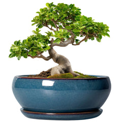 SQOWL Bonsai Pot 10 Inch Retro Blue front view