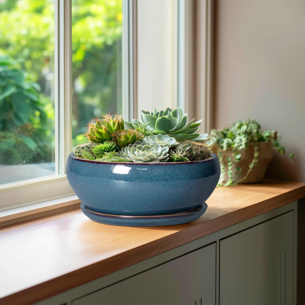 SQOWL Bonsai Pot 10 Inch with succulents inside