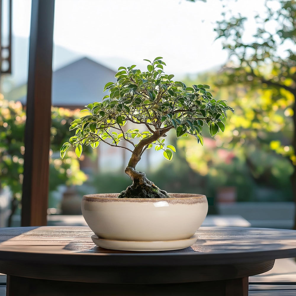 SQOWL bonsai pot styled with various indoor plants