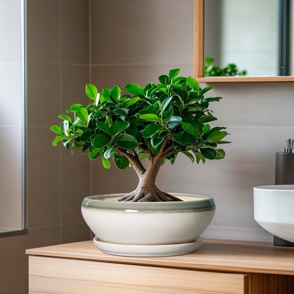SQOWL Bonsai Tree Pot displayed on a desk