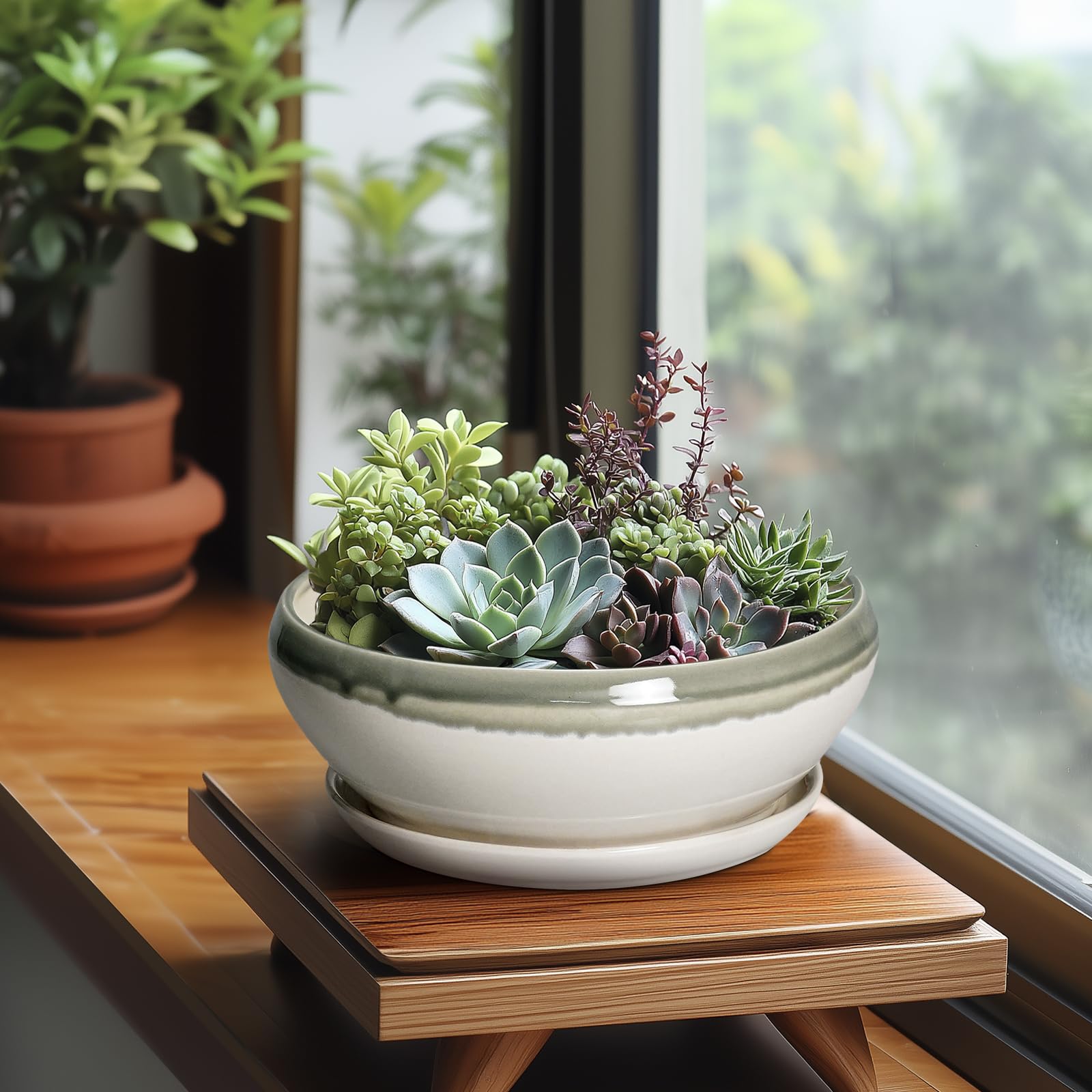 SQOWL Bonsai Tree Pot in a living room setting