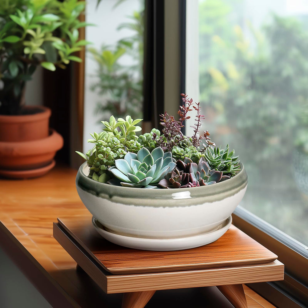 SQOWL Bonsai Tree Pot in a living room setting