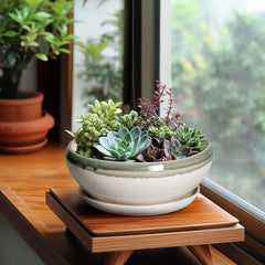 SQOWL Bonsai Tree Pot in a living room setting