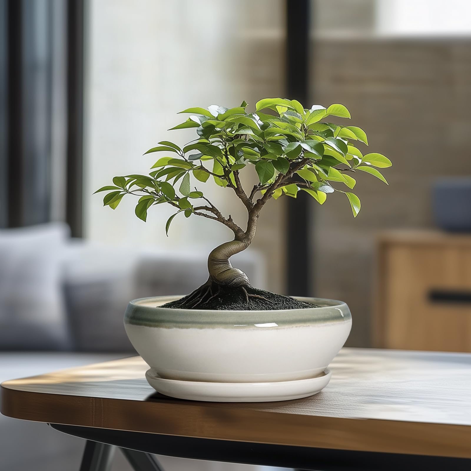 SQOWL Bonsai Tree Pot in outdoor garden decor
