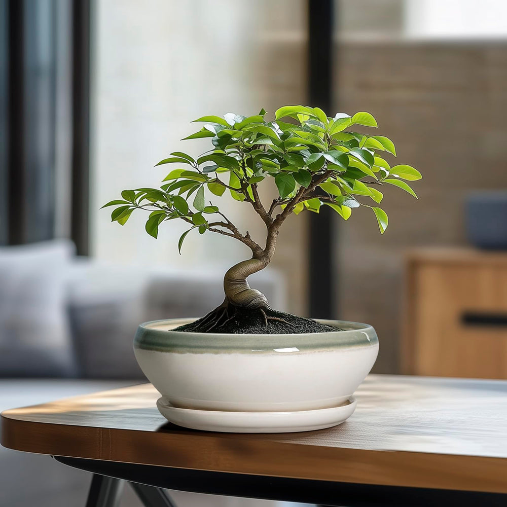 SQOWL Bonsai Tree Pot in outdoor garden decor