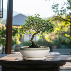 SQOWL Bonsai Tree Pot with removable saucer and mesh pad
