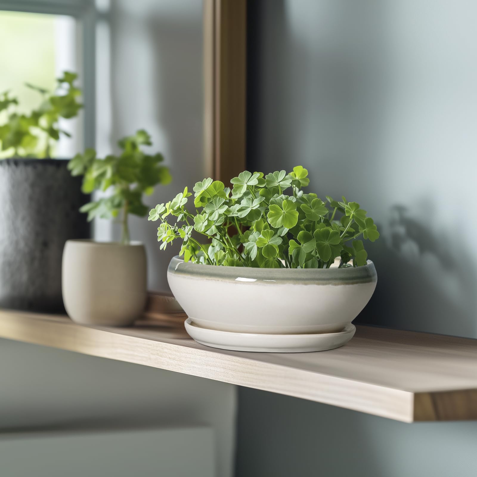 SQOWL Bonsai Tree Pot with succulent plant inside