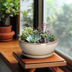 SQOWL ceramic bonsai pot with succulent plant inside