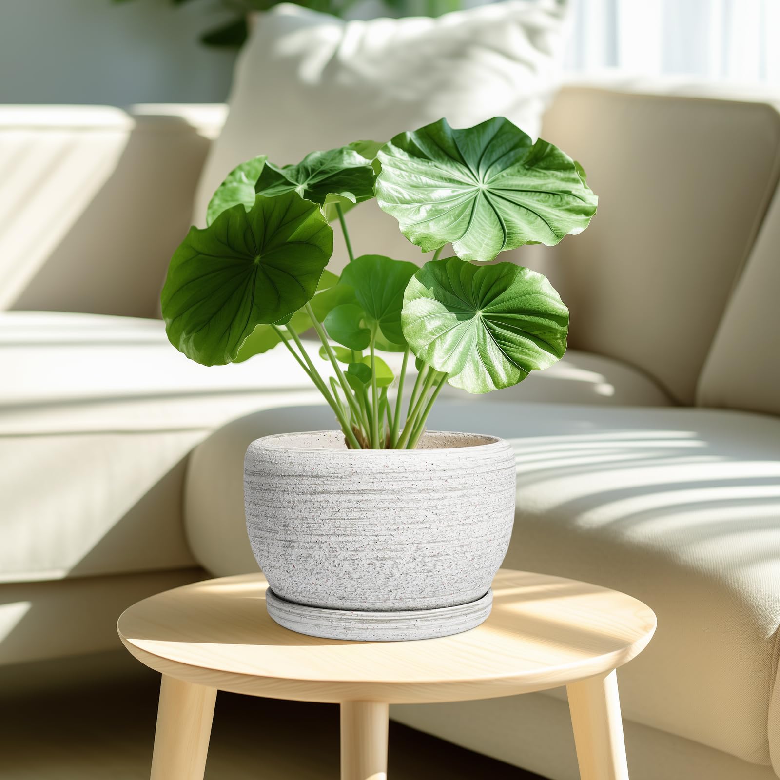 SQOWL Ceramic Plant Pot with drainage hole and saucer