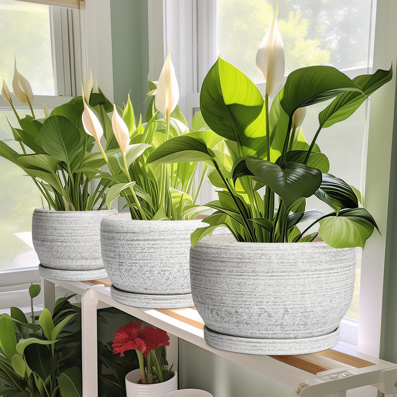 SQOWL Ceramic Plant Pot with succulent plant inside