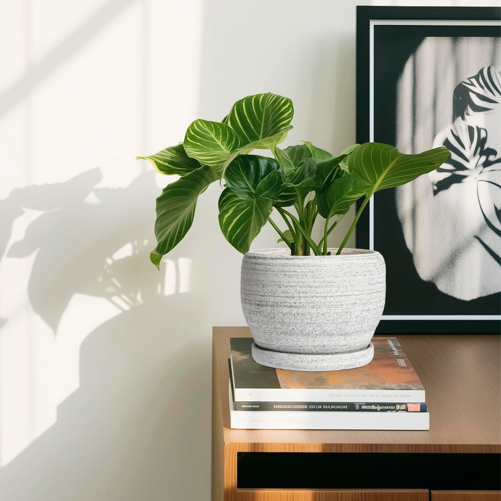 SQOWL Ceramic Planter with mesh pad and tray included