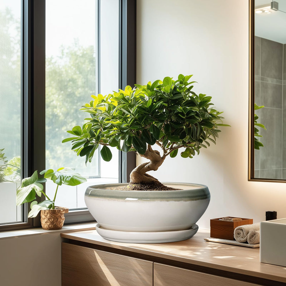 SQOWL large succulent planter with a variety of indoor plants