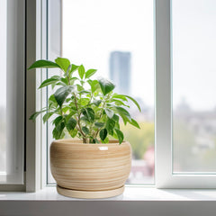 SQOWL planter showcasing glossy finish and design