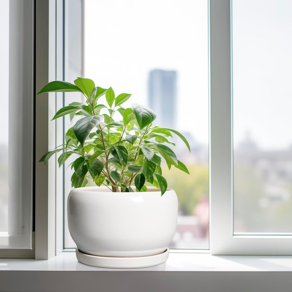 SQOWL planter with mesh pad, ideal for indoor plants