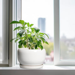 SQOWL planter with mesh pad, ideal for indoor plants