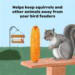 Squirrels enjoying Kaytee Corn on the Cob