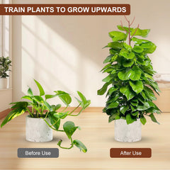 Stackable design of PERSZEN plant support in use with indoor plants