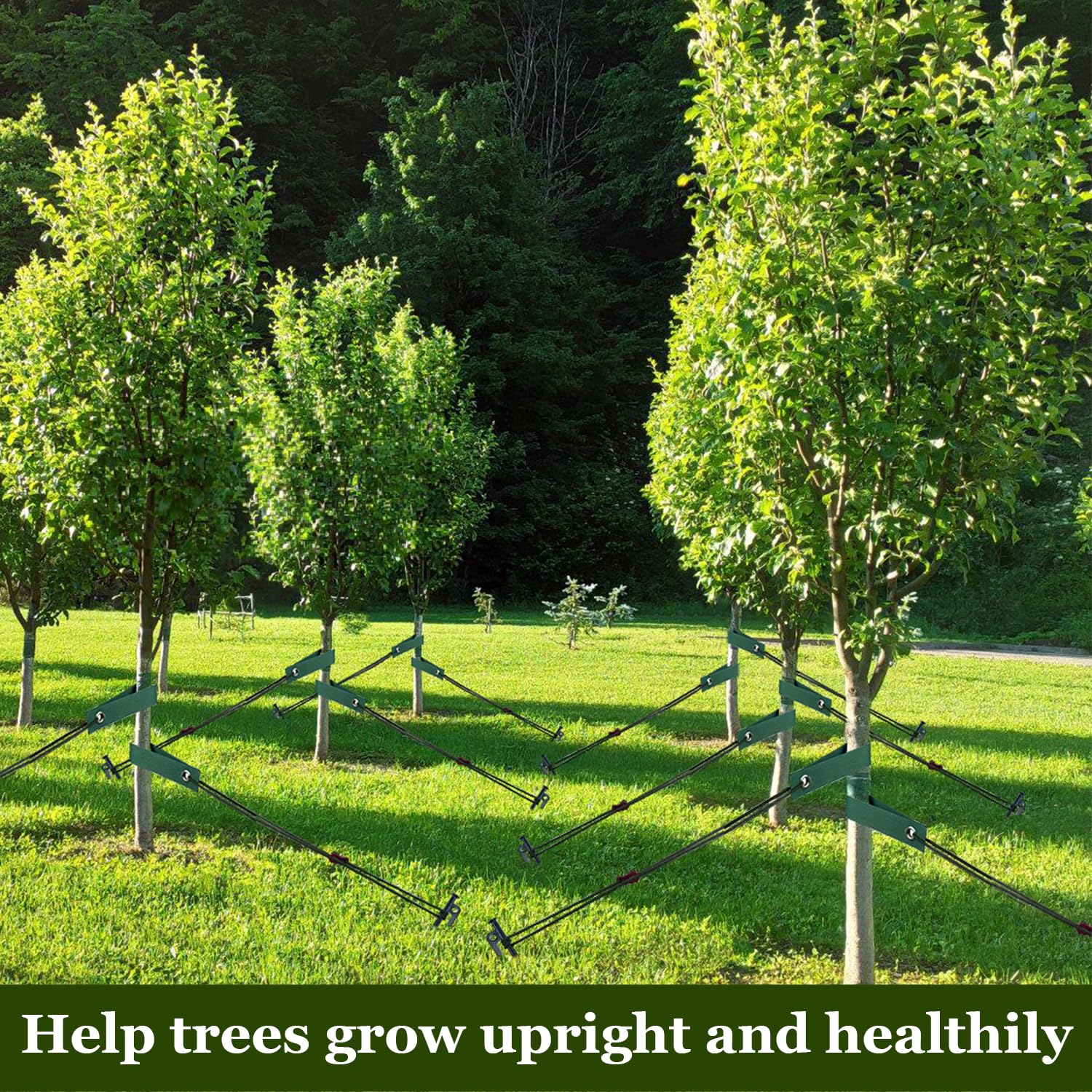 Staked tree with straps in a garden setting