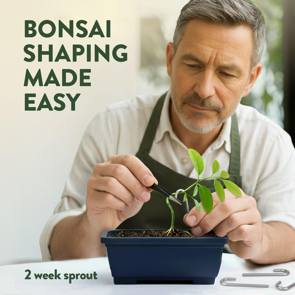 Step-by-step instruction guide for bonsai care