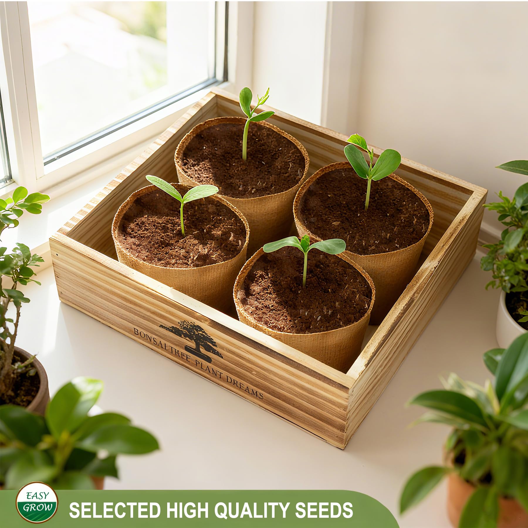 Step-by-step instructions from LUOJIBIE Bonsai Tree Kit