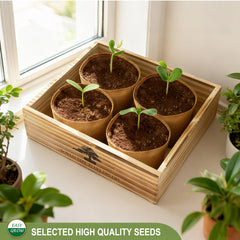 Step-by-step instructions from LUOJIBIE Bonsai Tree Kit