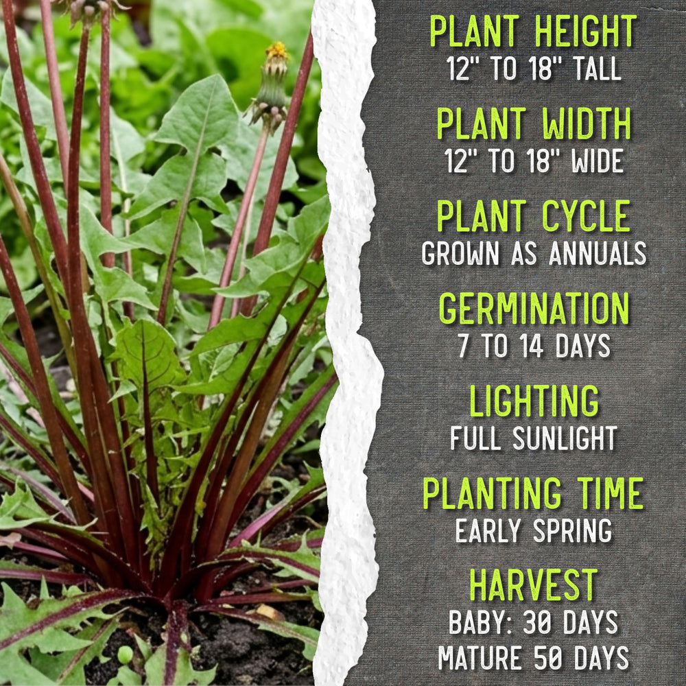 Step-by-step sowing guide on seed packet