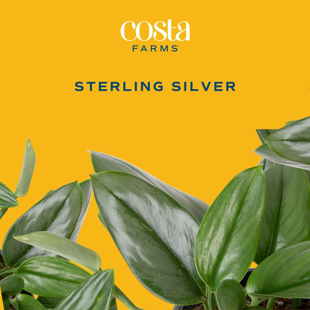 Sterling Silver Scindapsus plant on a tabletop in bright light