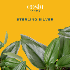 Sterling Silver Scindapsus plant on a tabletop in bright light