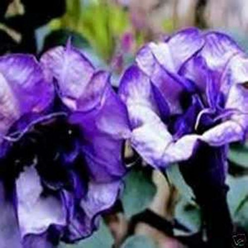 Sticker Tiger Double Purple Devil Trumpet seeds package front view
