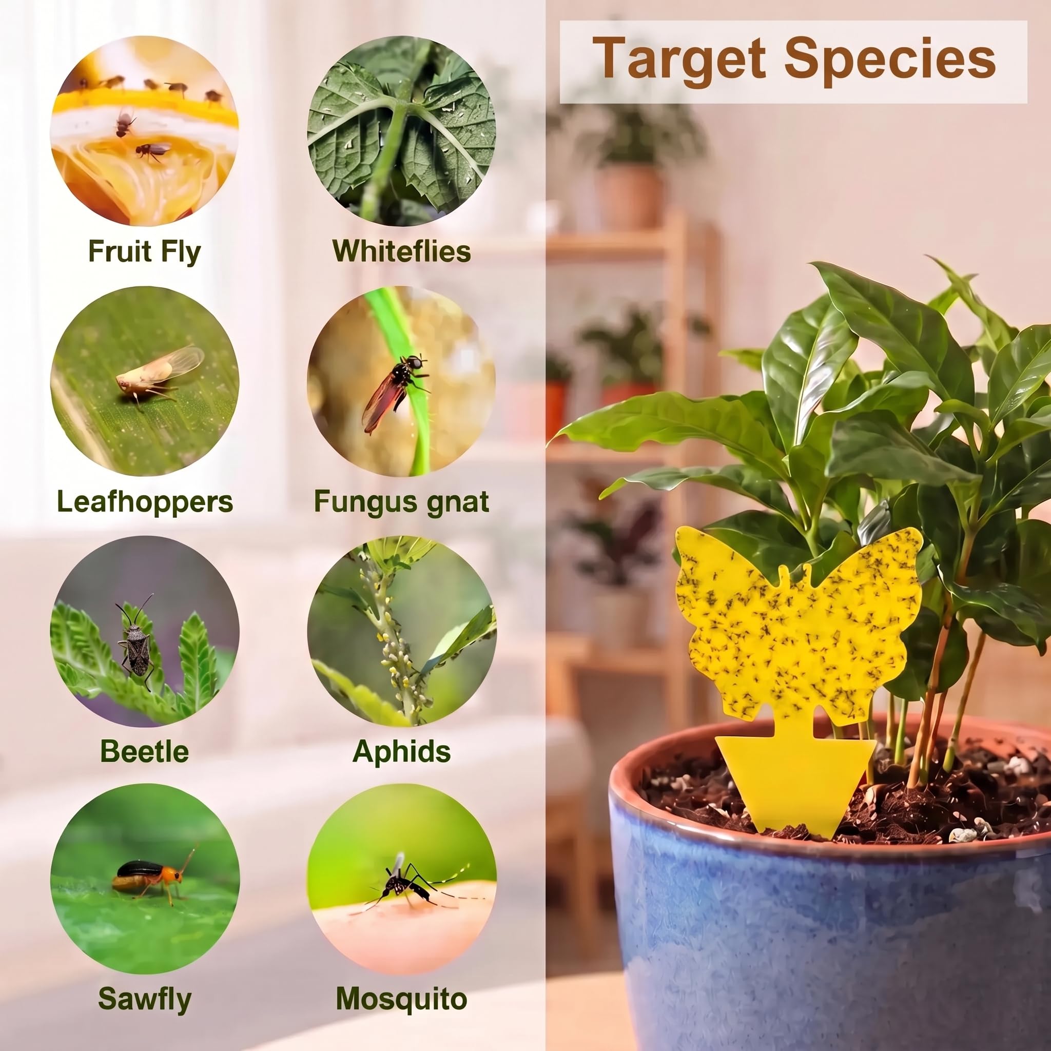Stingmon Yellow Sticky Fruit Fly Trap showing packaging details